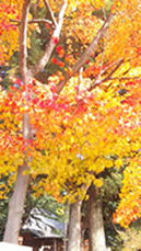紅葉